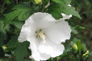Hibiscus 'Diana' New 2023